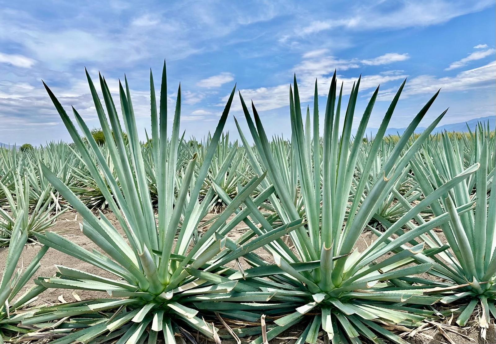 Tequila & Mezcal